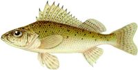 coarse fish species Ruffe Latin name Gymnocephalus cernuus coarse fish species Ruffe Latin name Gymnocephalus cernuus